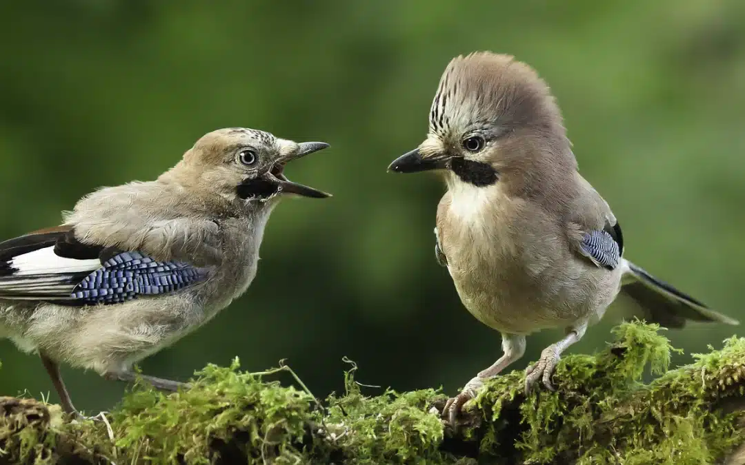 Der Ruf Eichelhäher: Wie er klingt und welche Bedeutung er hat
