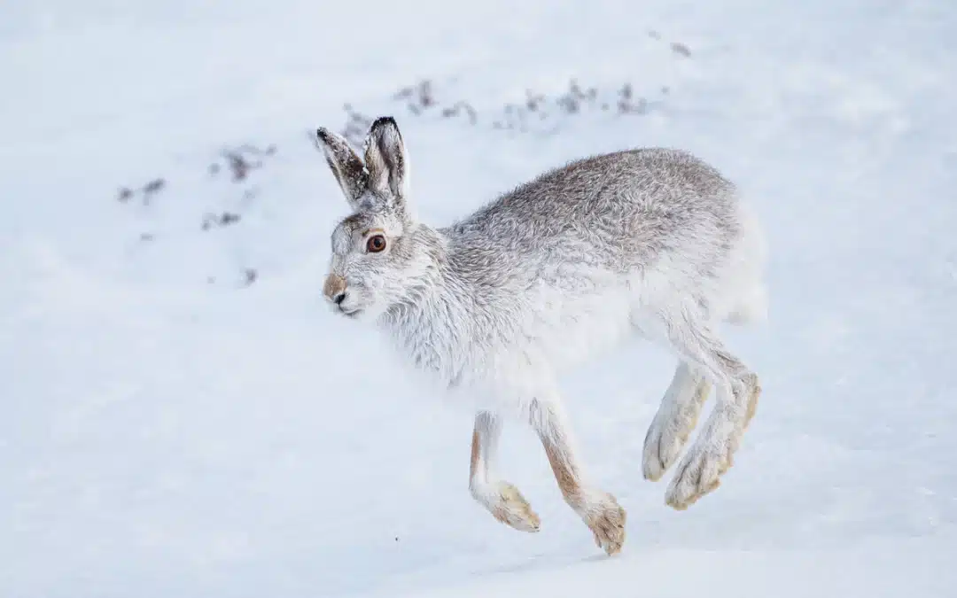 Die Schneehase Feinde: Wer bedroht dieses faszinierende Tier?
