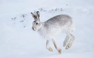 Die Schneehase Feinde: Wer bedroht dieses faszinierende Tier?