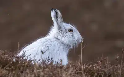 Schneehase Nahrung: Was frisst er wirklich?