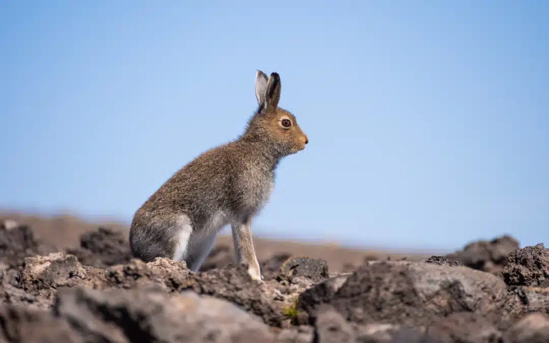 Schneehase im Sommer – Verhalten, Ernährung und Anpassung