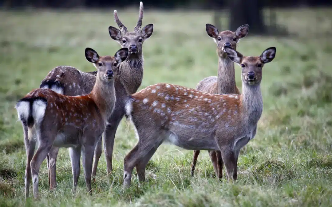 Sikawild Spiegel – Erkennungsmerkmale und Besonderheiten