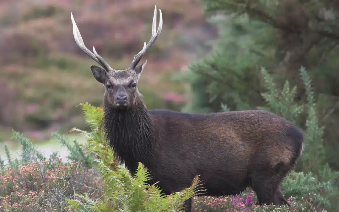 Sikawild Vorkommen Deutschland – Verbreitung, Lebensraum und Entwicklung