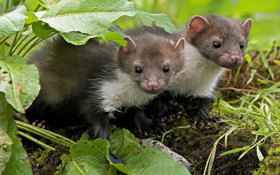 Steinmarder Babys – Entwicklung, Aufzucht und Lebensweise