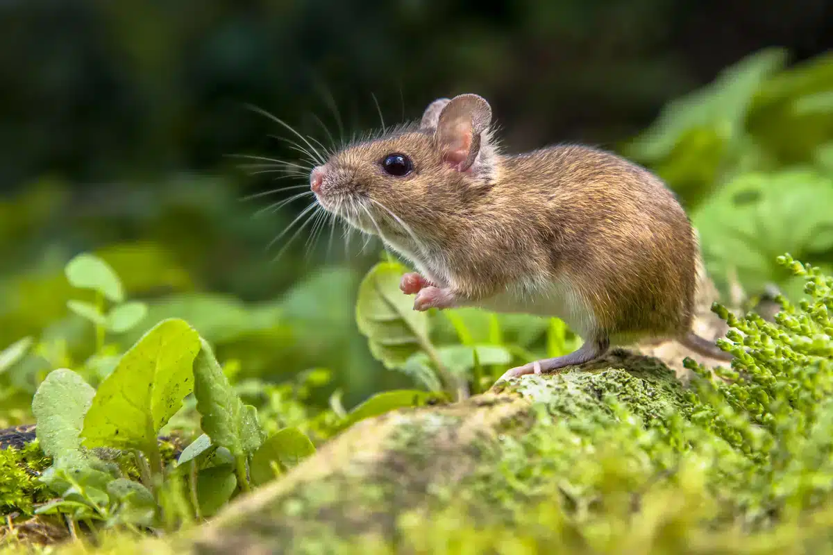 Steinmarder Nahrung Mäuse - Wildtiere in Europa