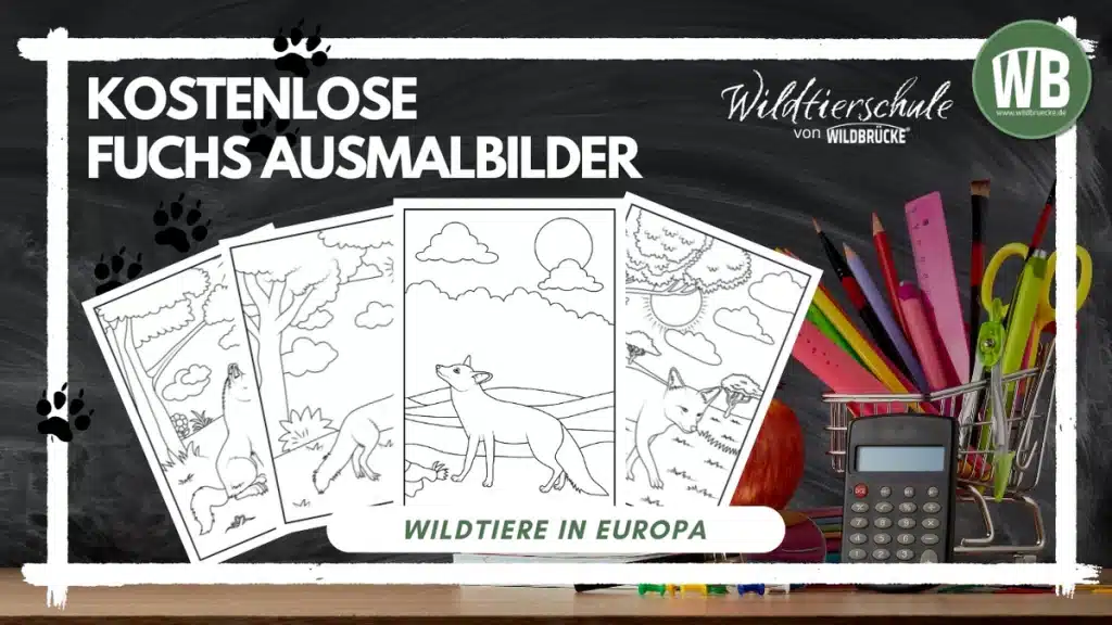Teaserbild Ausmalbild Fuchs - Wildtiere in Europa
