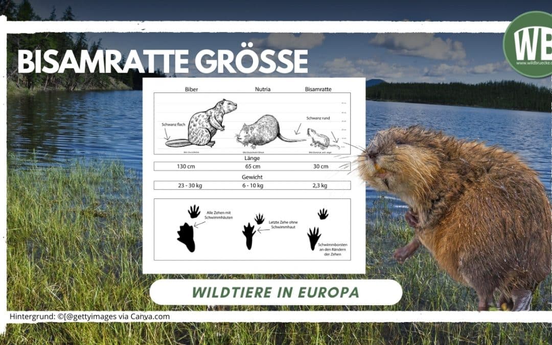 Bisamratte Größe: Wie groß wird das Nagetier wirklich?