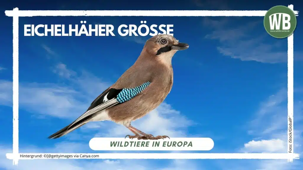 Teaserbild Eichelhäher Größe - Wildtiere in Europa