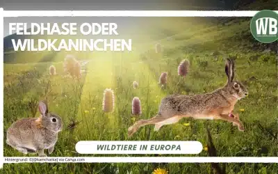 Feldhase und Wildkaninchen: Zwei faszinierende Wildtiere der Natur