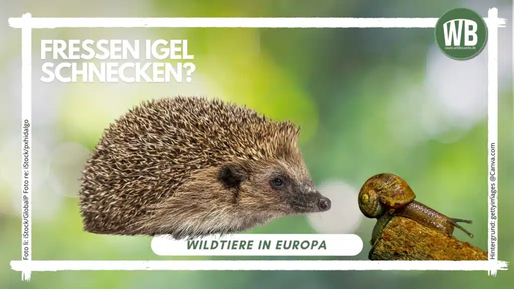 Teaserbild Fressen Igel Schnecken - Wildtiere in Europa
