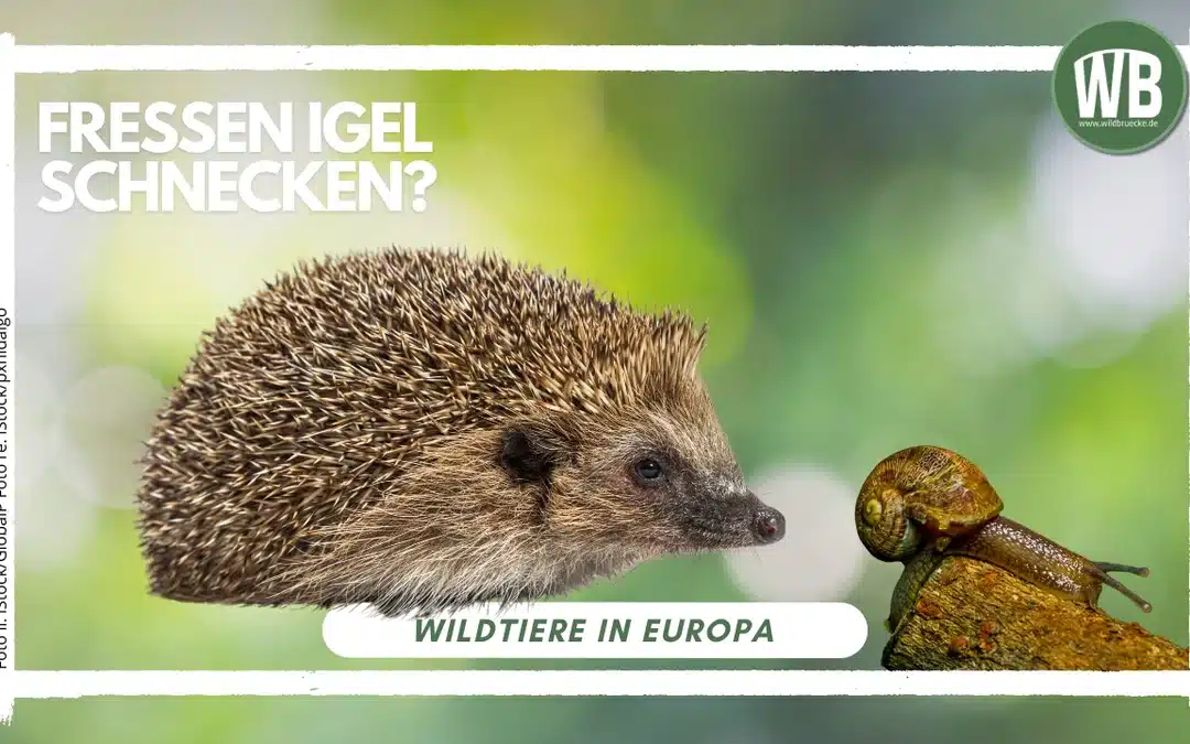 Fressen Igel Schnecken? Die Wahrheit über ihre Ernährungsgewohnheiten