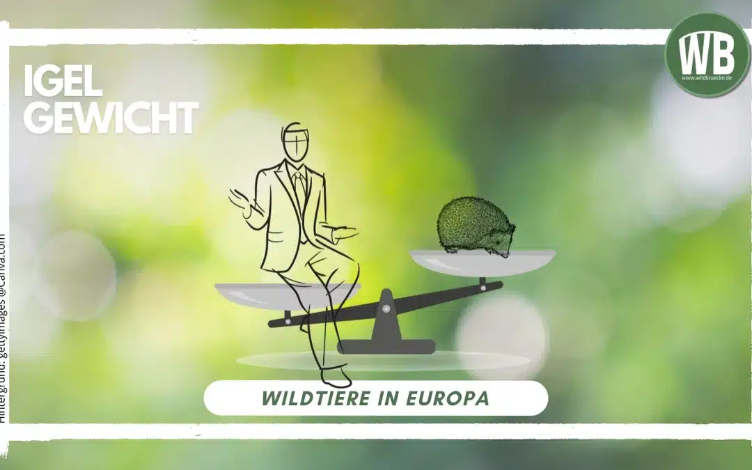 Igel Gewicht – Richtwerte, Entwicklung und Bedeutung für den Winterschlaf