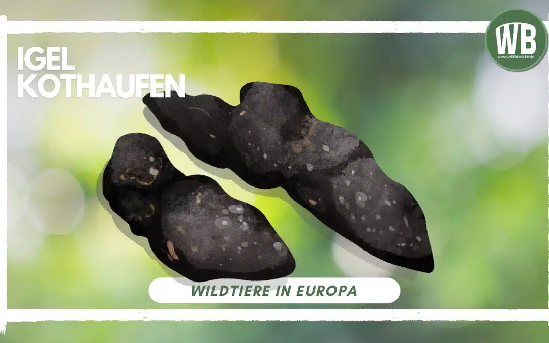 Igel Kothaufen – So erkennt man sie