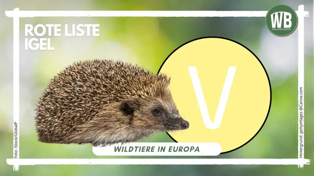 Igel Rote Liste - Wildtiere in Europa