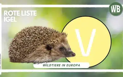 Rote Liste Igel – Wie gefährdet ist der Igel wirklich?