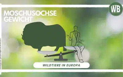 Moschusochse Gewicht: Ein Gigant der Arktis