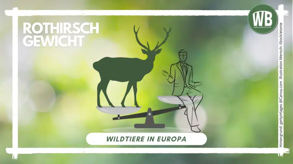 Teaserbild Rothirsch Gewicht - Wildtiere in Europa