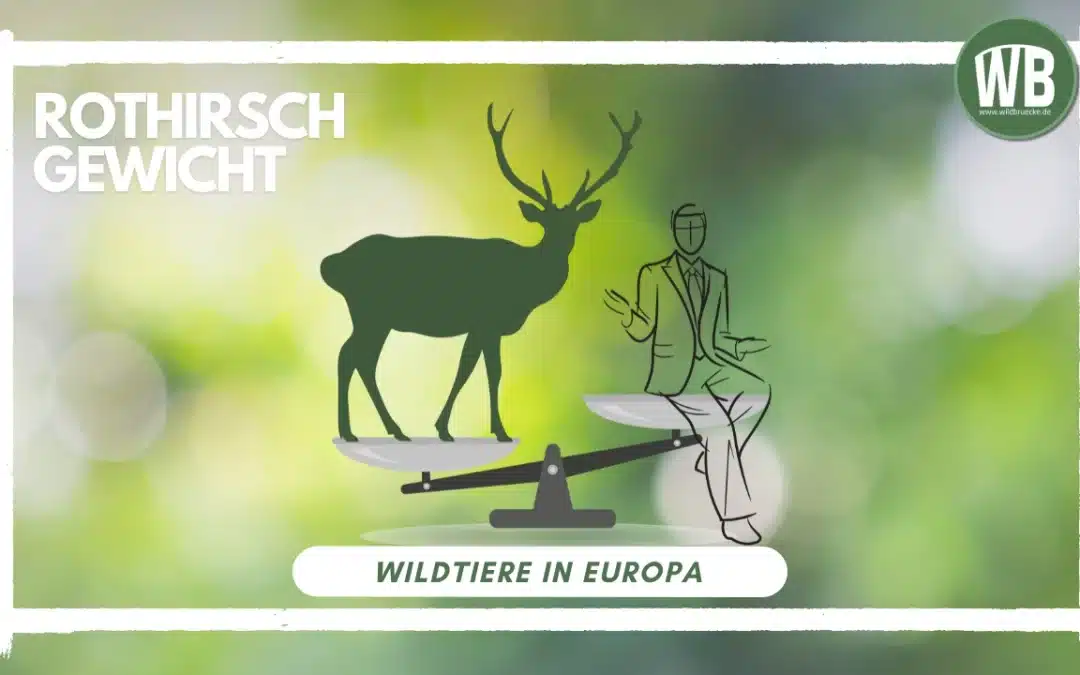 Rothirsch Gewicht