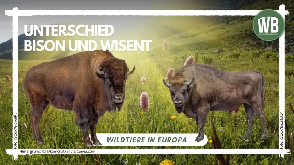 Teaserbild Unterschied Bison und Wisent - Wildtiere in Europa