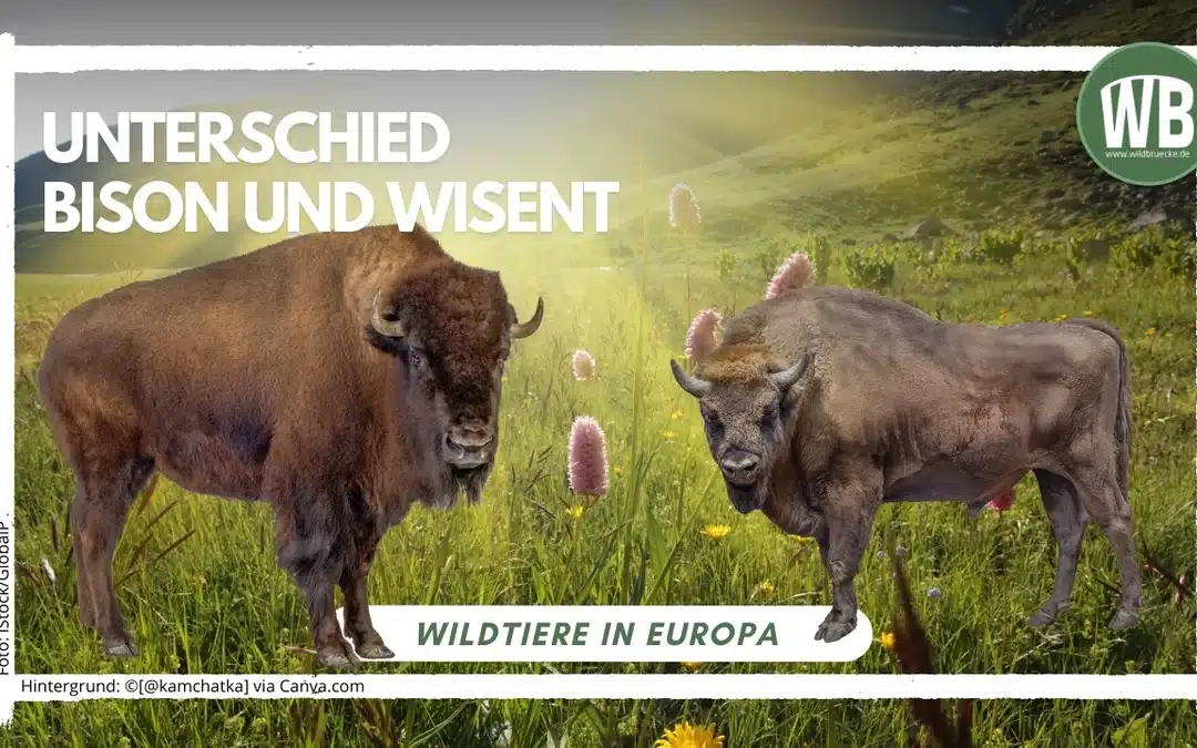 Unterschied zwischen Bison und Wisent: Herkunft und Verbreitung