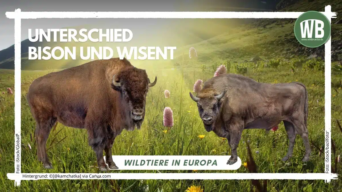 Teaserbild Unterschied Bison und Wisent - Wildtiere in Europa