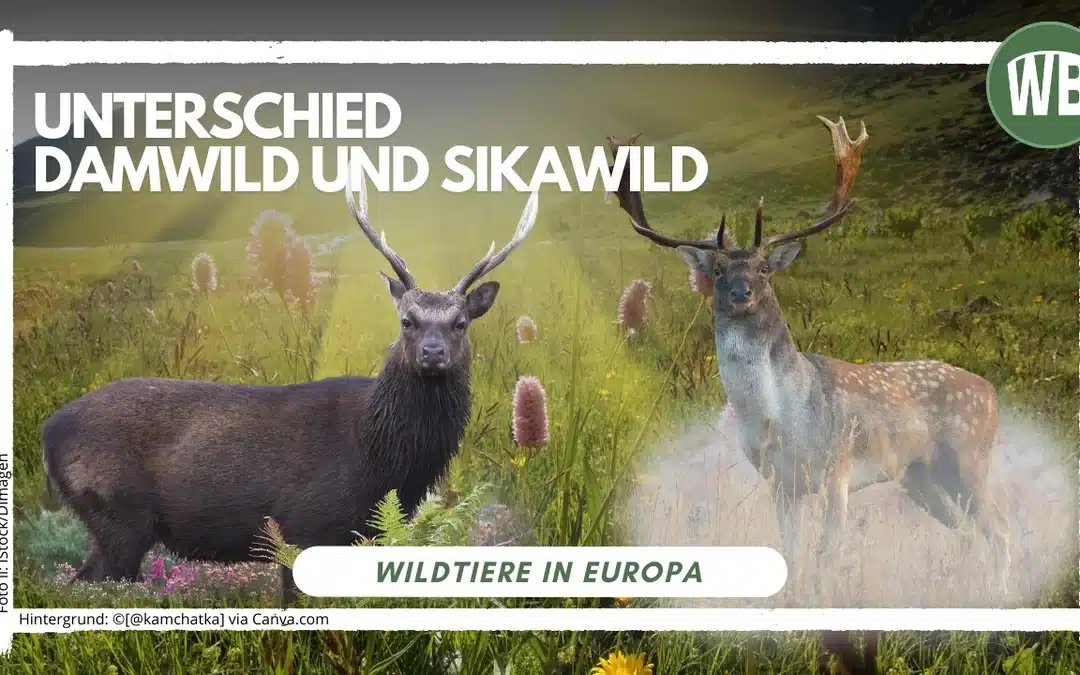 Sikawild und Damwild Unterschied