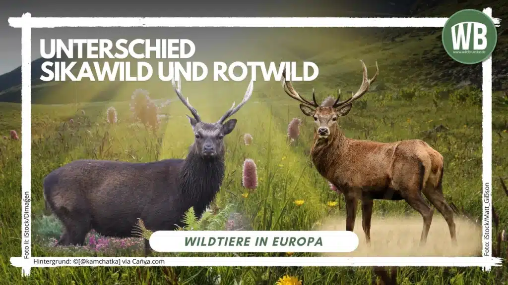 Teaserbild Unterschied Sikawild und Rotwild - Wildtiere in Europa