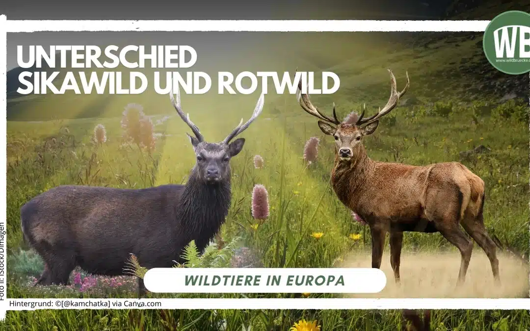 Sikawild und Rotwild Unterschied – Größe, Verhalten und Lebensraum im Vergleich