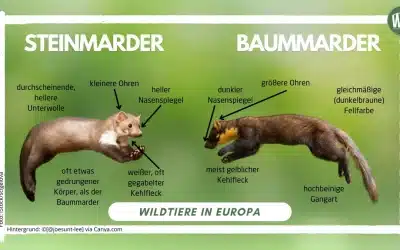 Unterschied Baummarder und Steinmarder – Ein umfassender Vergleich
