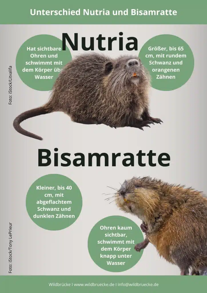 Unterschied Nutria und Bisamratte
