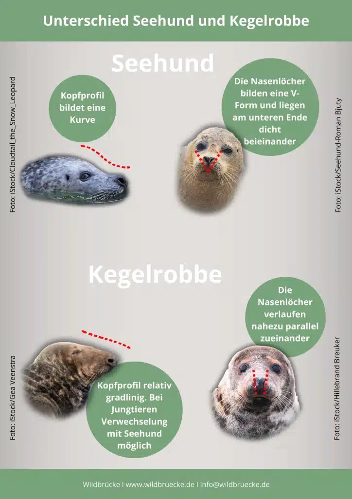 Unterschied Seehund und Kegelrobbe