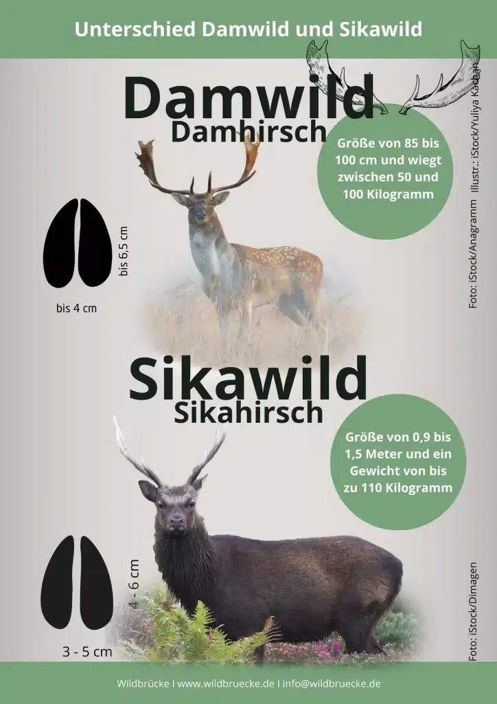 Unterschied Sikawild und Damwild