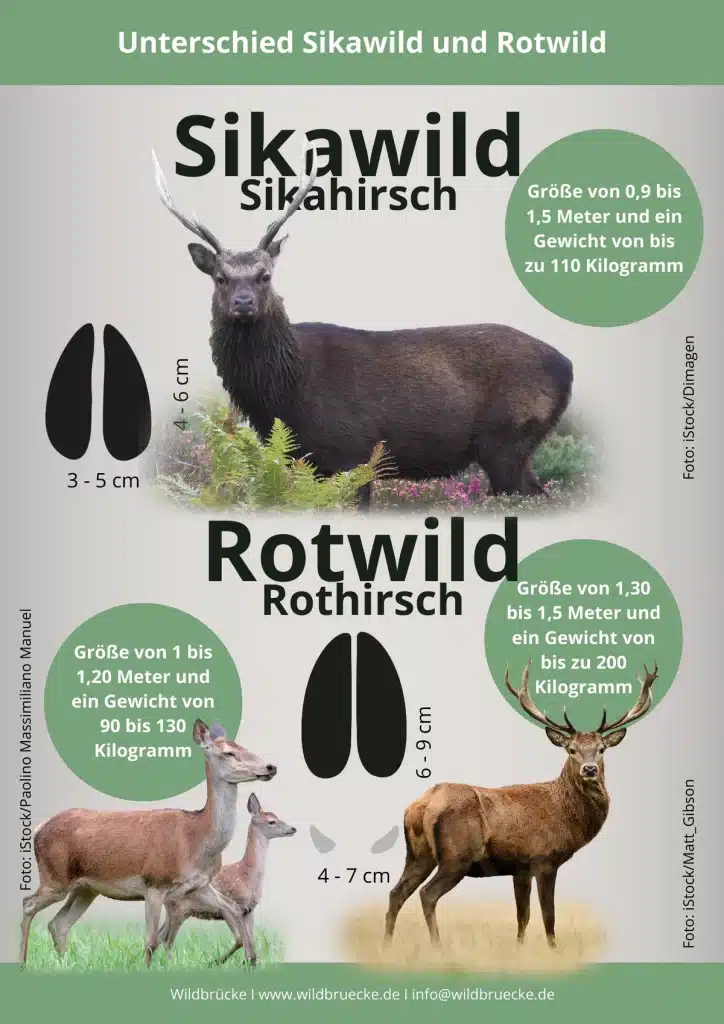 Unterschied Sikawild und Rotwild