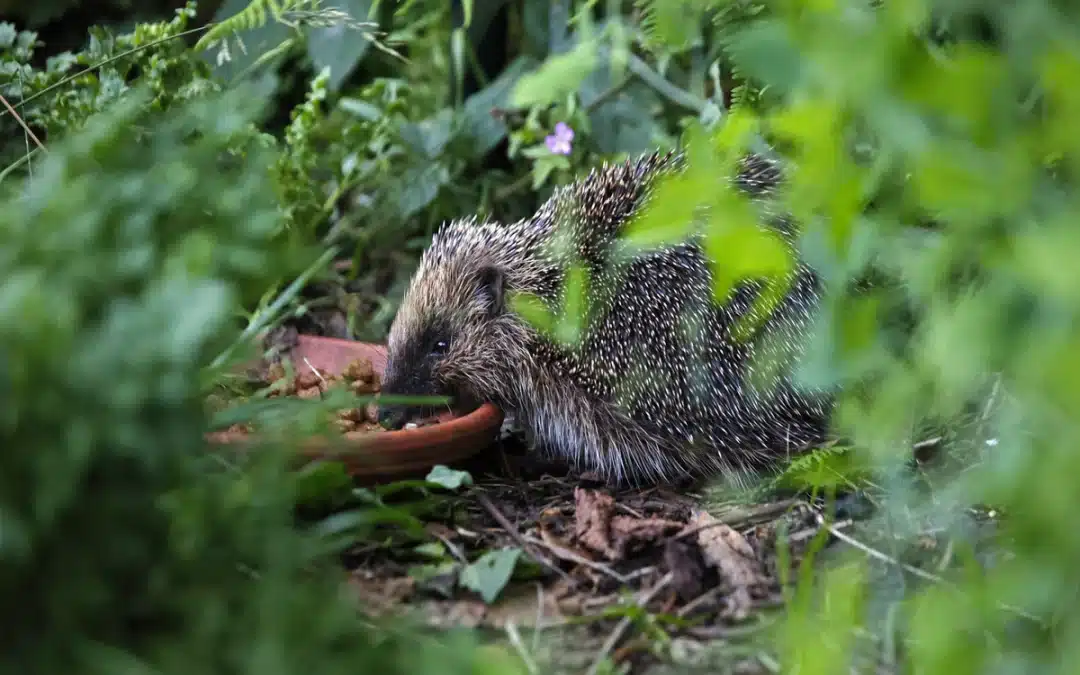 Wann sollte man aufhören, Igel zu füttern? – Wichtige Hinweise für die richtige Versorgung
