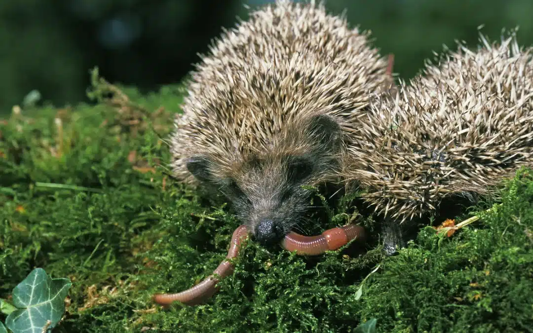 Was Igel fressen – Ein Blick auf die natürliche Nahrung