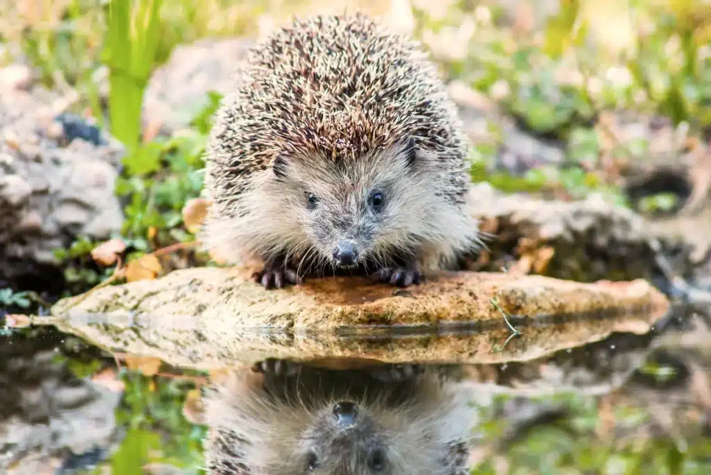Was Igel trinken - Wildtiere in Europa