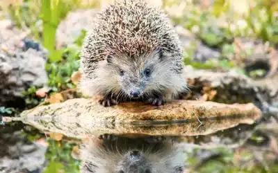 Was Igel trinken – die richtige Flüssigkeitsversorgung für Wildtiere