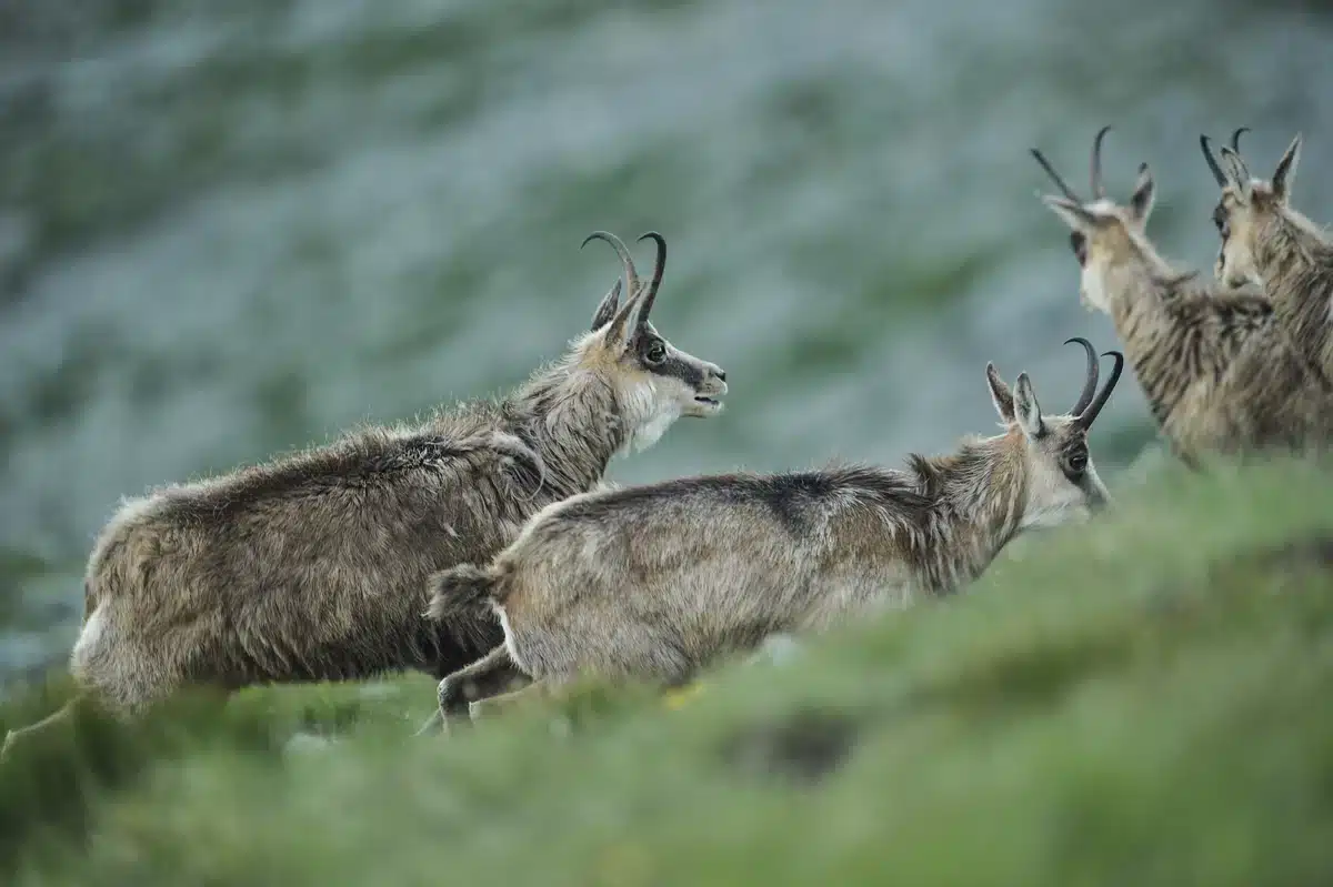 Was ist eigentlich eine Gams - Wildtiere in Europa