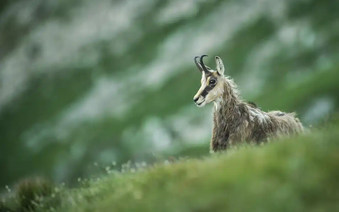 Was ist eine Gams? – Das faszinierende Wildtier der Berge