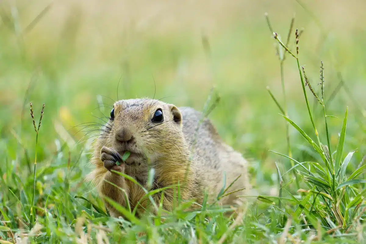 Was macht man mit einem Ziesel im Garten-Wildtiere in Europa