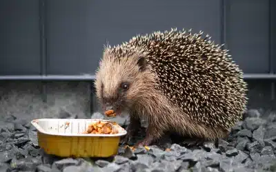 Welches Katzenfutter für Igel? Wichtige Tipps zur richtigen Fütterung