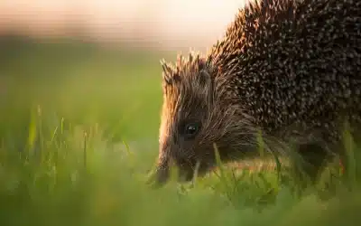 Wie alt werden Igel? – Lebensdauer und Einflussfaktoren