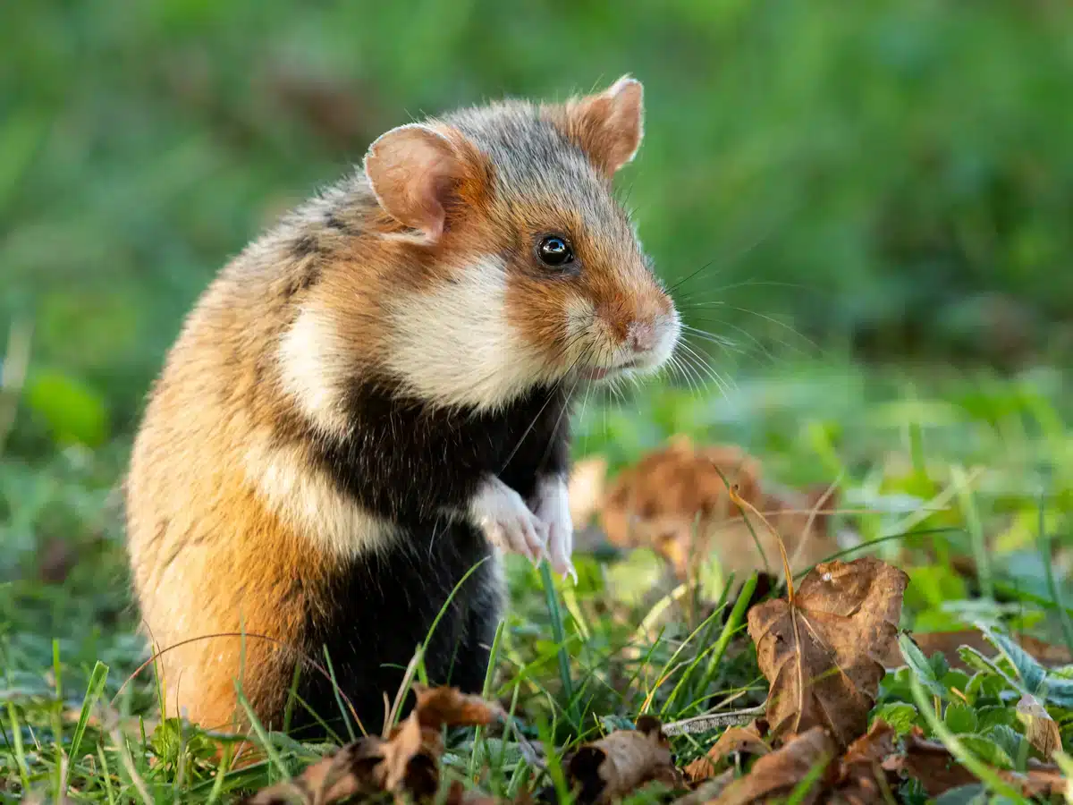 Wie groß wird ein Feldhamster - Wildtiere in Europa
