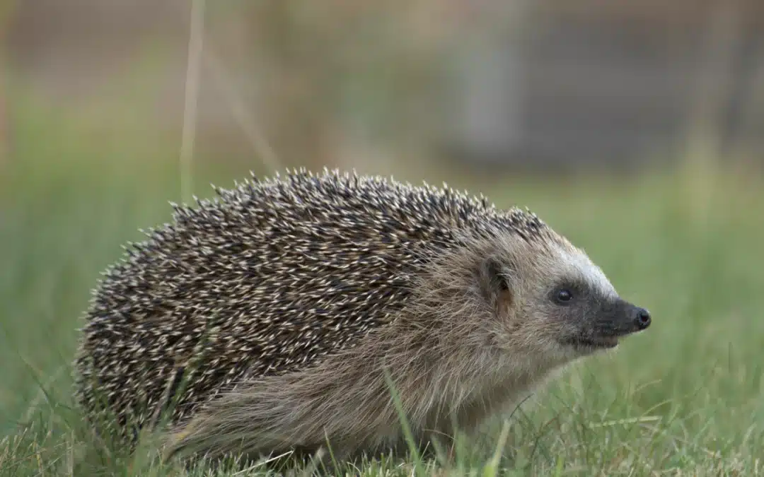 Wie lange bleiben Igel im Garten?