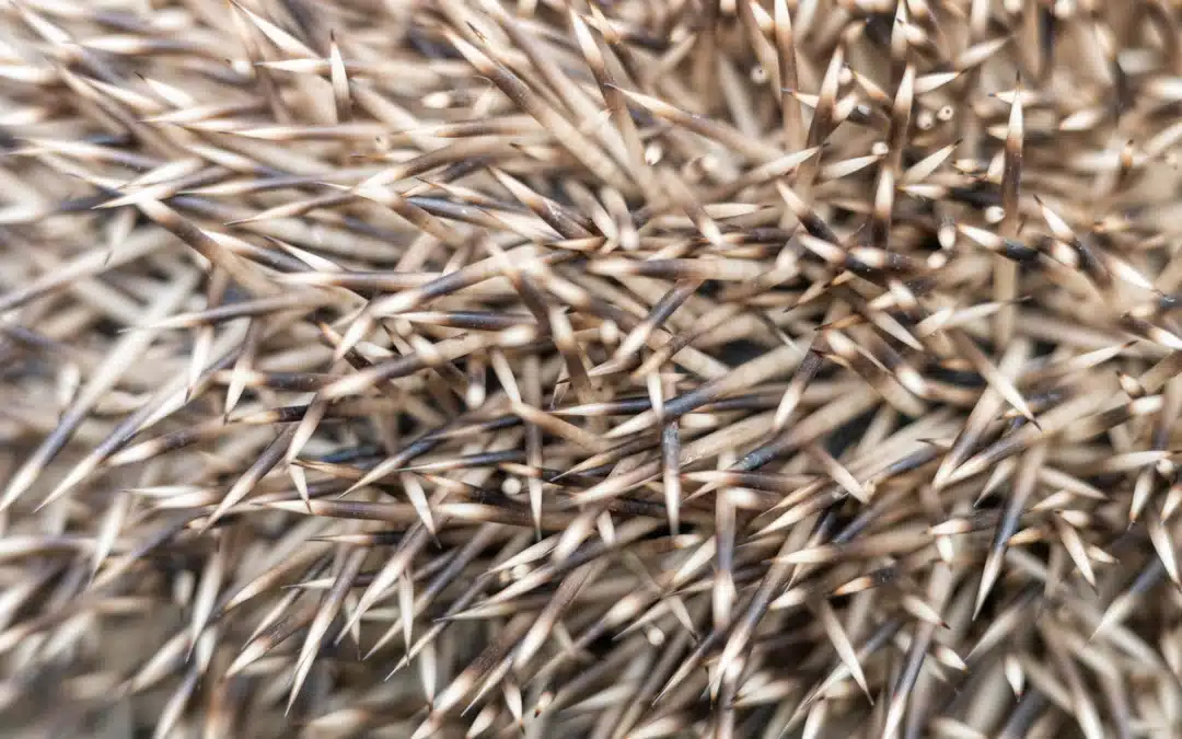 Wie viele Stacheln hat ein Igel? Faszinierende Fakten zur stacheligen Schutzrüstung