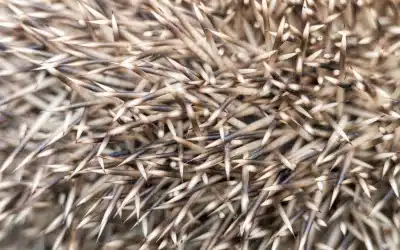 Wie viele Stacheln hat ein Igel? Faszinierende Fakten zur stacheligen Schutzrüstung