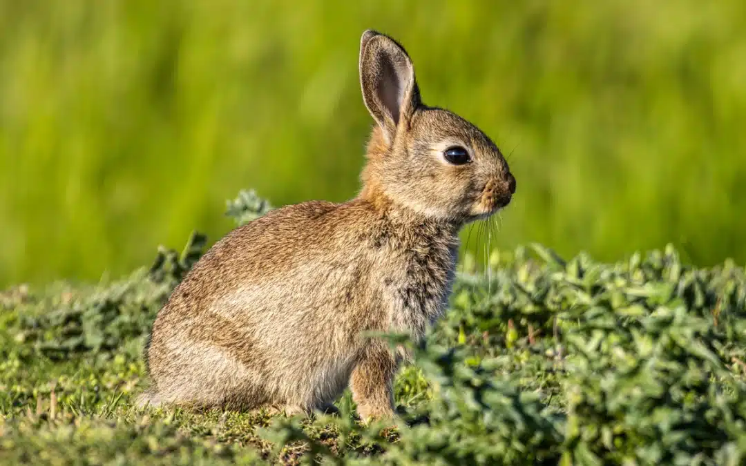 Wildkaninchen Babys – Entwicklung, Aufzucht und Schutzmaßnahmen