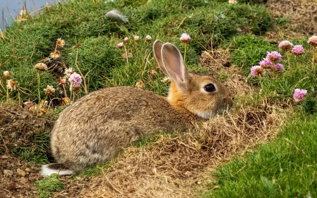 Wildkaninchen Lebensraum – Anpassung, bevorzugte Gebiete und Bedrohungen