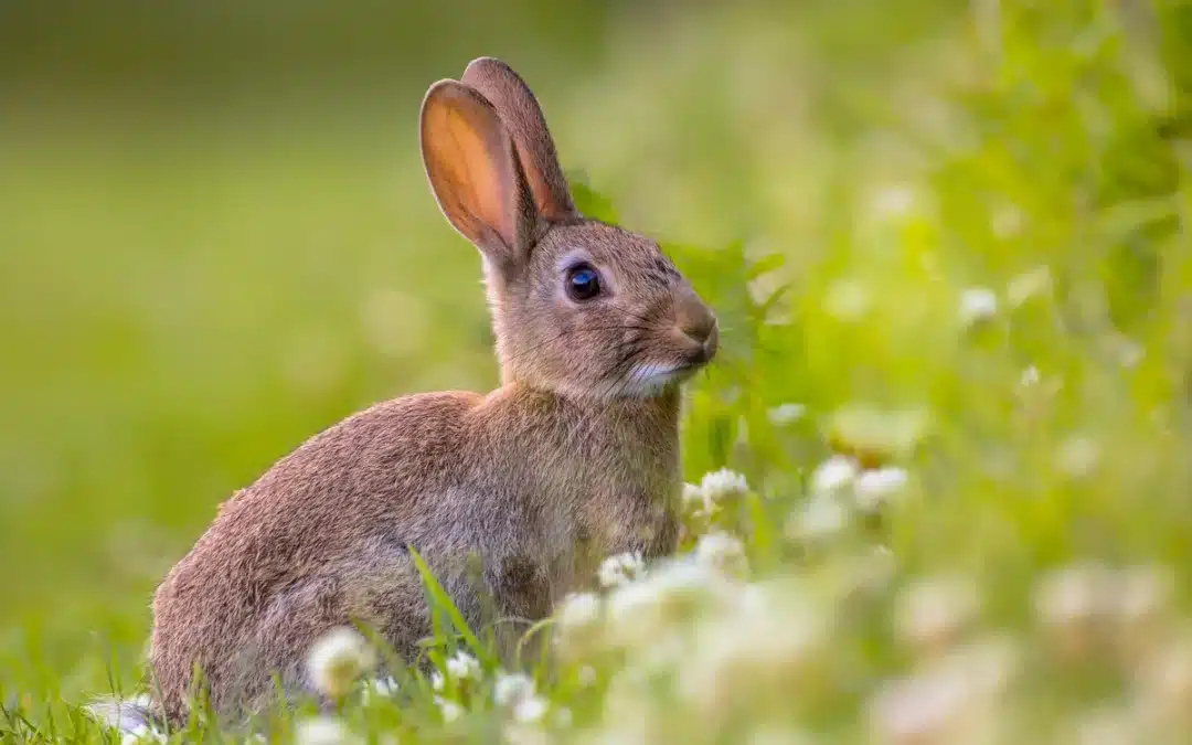 Wildkaninchen im Garten – Beobachtung, Schutzmaßnahmen und Lösungen