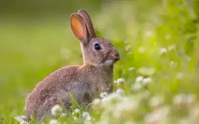 Wildkaninchen im Garten – Beobachtung, Schutzmaßnahmen und Lösungen